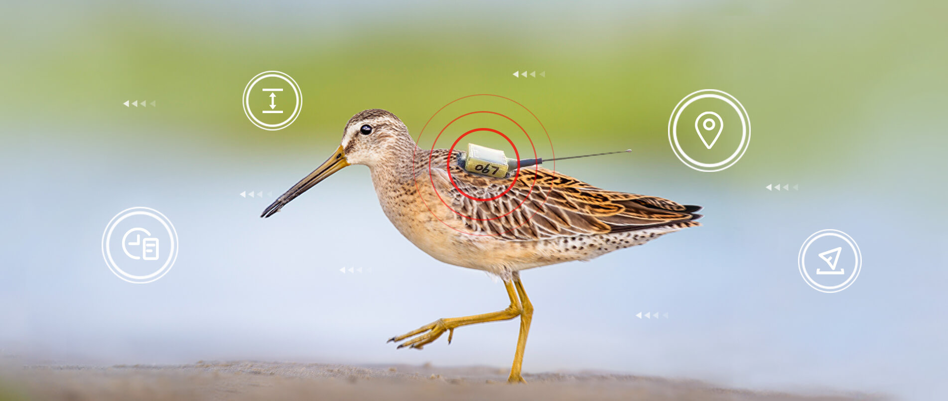 mg不朽情缘官网物联网整体解决方案，助力小型鸟类实现全球追踪